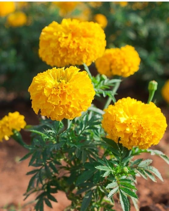 Yellow Marigold