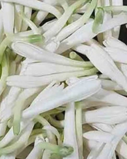 sampangi white