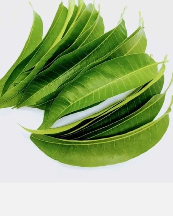 Mango Leaves