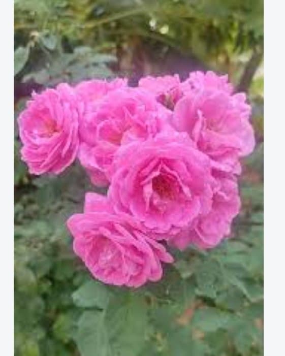 panneer roses