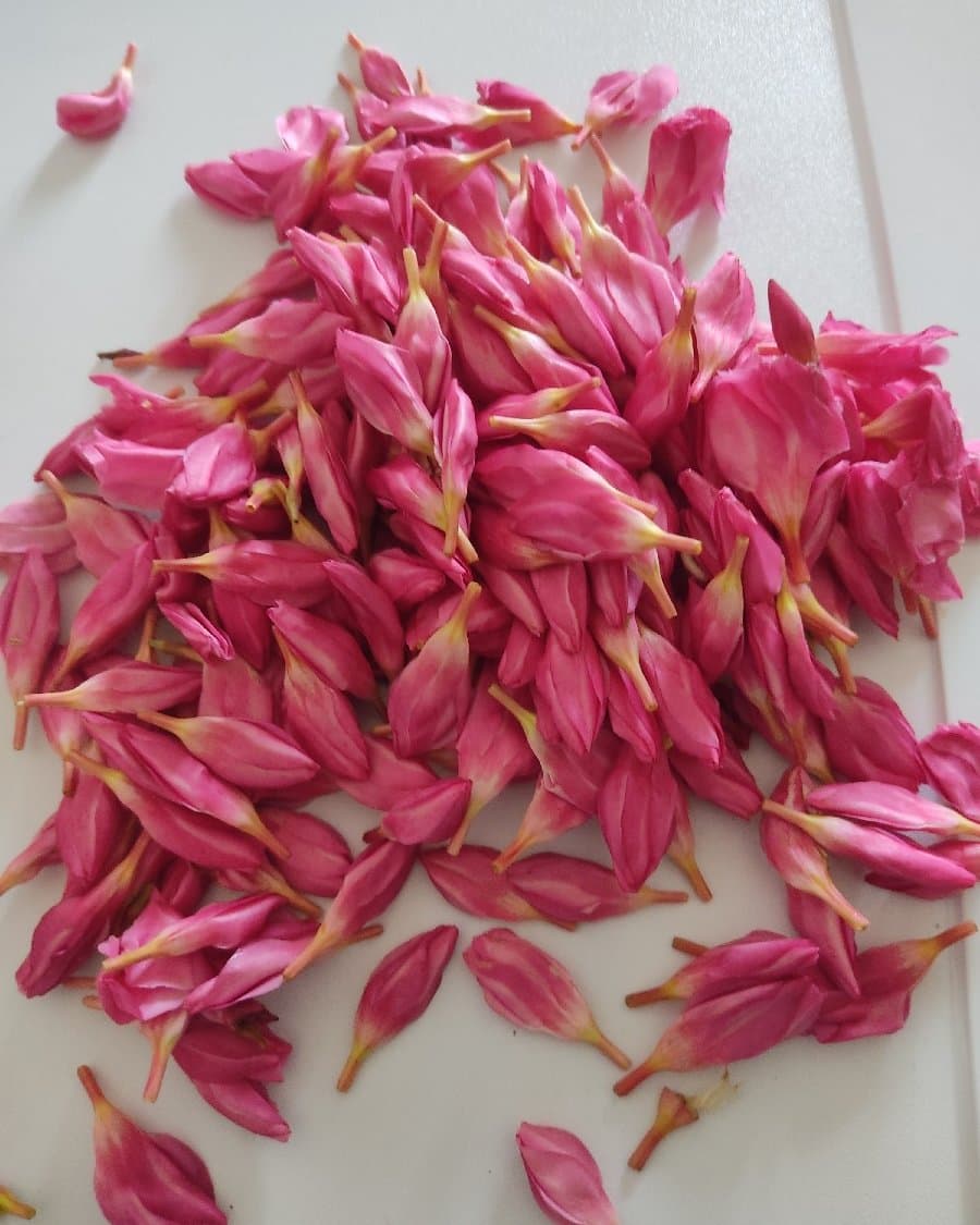 Pink arali Loose
